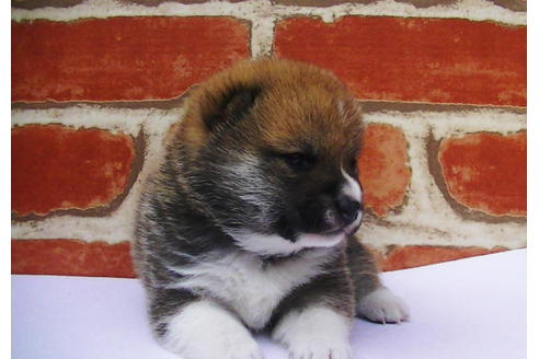 成約済の福岡県の豆柴-77553の11枚目