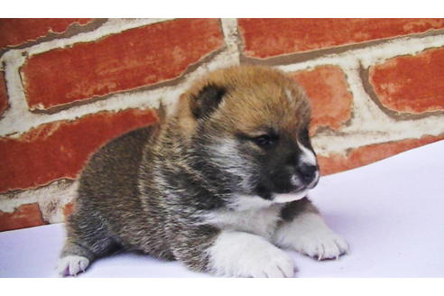 成約済の福岡県の豆柴-77553の10枚目