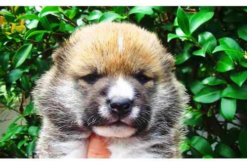 成約済の福岡県の豆柴-77553の9枚目