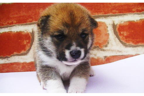 成約済の福岡県の豆柴-77551の6枚目