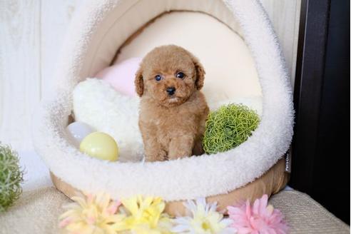 成約済の滋賀県のトイプードル-77605の1枚目