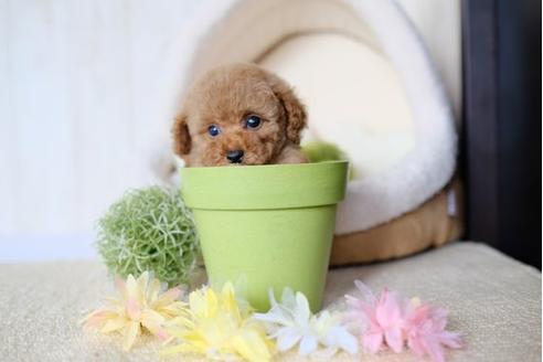 成約済の滋賀県のトイプードル-77605の5枚目