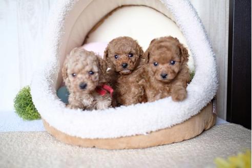 成約済の滋賀県のトイプードル-77605の4枚目