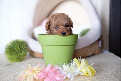 成約済の滋賀県のトイプードル-77605の2枚目