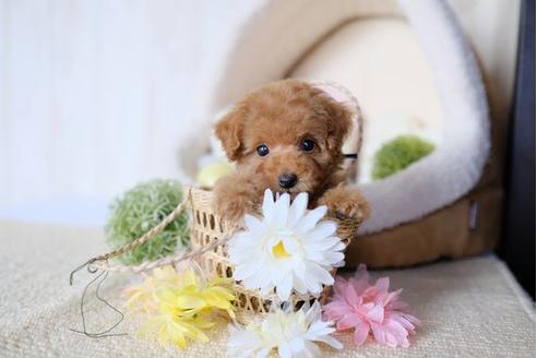 成約済の滋賀県のトイプードル-77610の1枚目