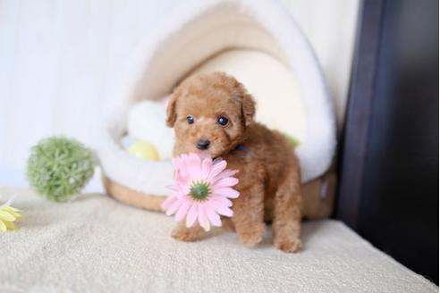 成約済の滋賀県のトイプードル-77610の5枚目