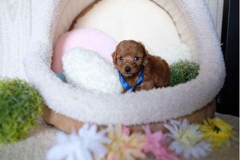 成約済の滋賀県のトイプードル-77610の2枚目