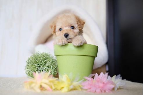 成約済の滋賀県のトイプードル-77611の5枚目