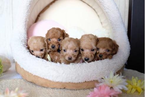 成約済の滋賀県のトイプードル-77611の4枚目