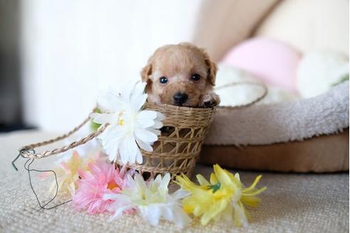 成約済の滋賀県のトイプードル-77611の3枚目