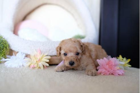 成約済の滋賀県のトイプードル-77611の2枚目