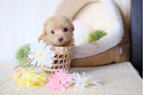 成約済の滋賀県のトイプードル-77612