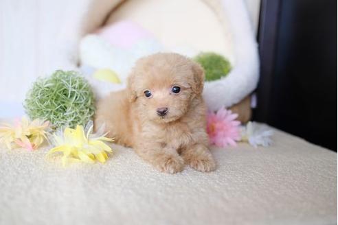 成約済の滋賀県のトイプードル-77612の5枚目