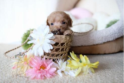 成約済の滋賀県のトイプードル-77612の3枚目