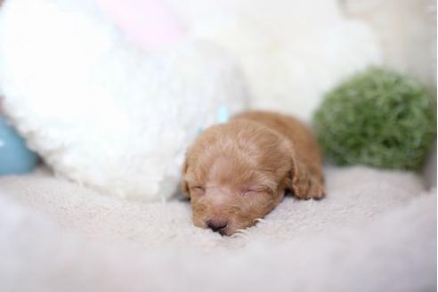 成約済の滋賀県のトイプードル-77612の2枚目