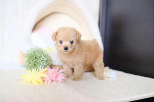 成約済の滋賀県のトイプードル-77613の1枚目