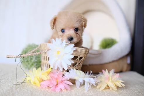 成約済の滋賀県のトイプードル-77613の5枚目