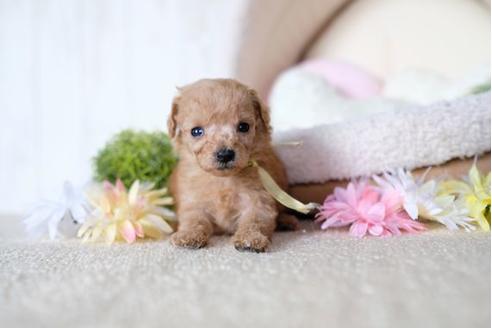 成約済の滋賀県のトイプードル-77613の3枚目