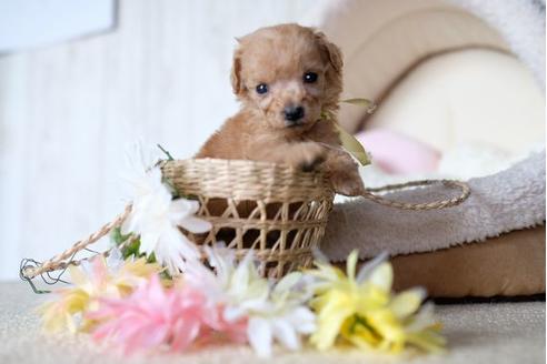 成約済の滋賀県のトイプードル-77613の2枚目