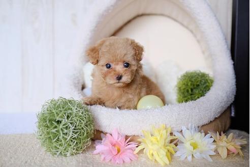 成約済の滋賀県のトイプードル-77702