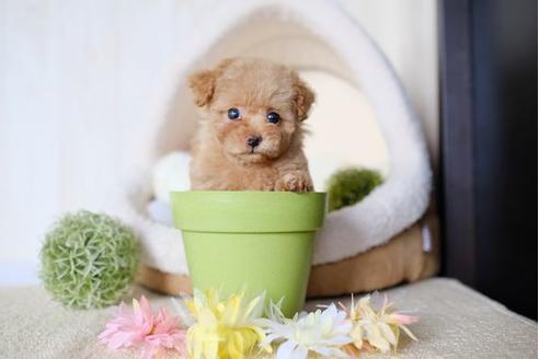 成約済の滋賀県のトイプードル-77702の5枚目