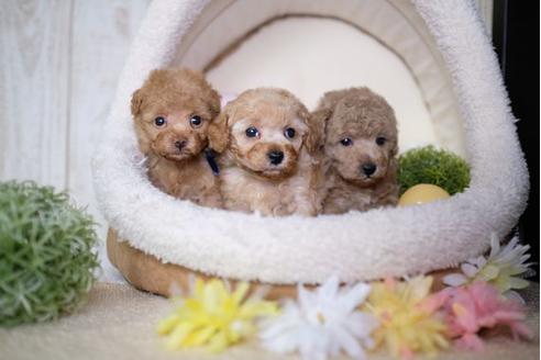 成約済の滋賀県のトイプードル-77702の4枚目