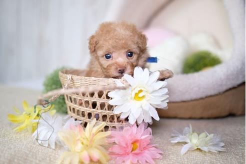 成約済の滋賀県のトイプードル-77702の3枚目