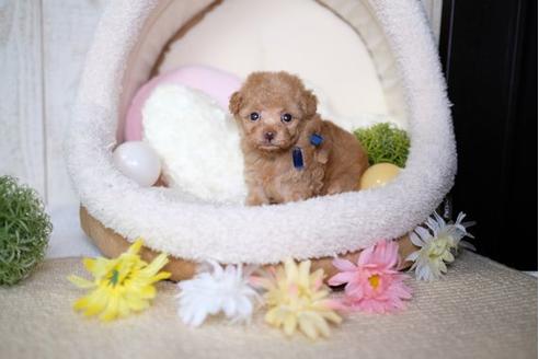 成約済の滋賀県のトイプードル-77702の2枚目