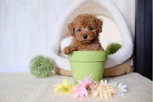 成約済の滋賀県のトイプードル-77705