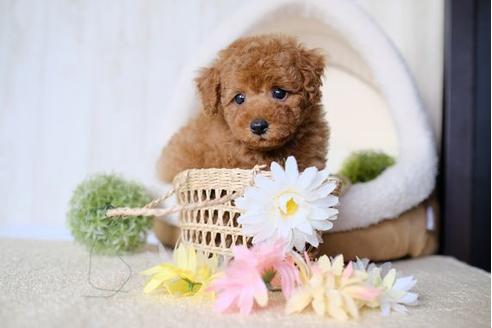 成約済の滋賀県のトイプードル-77705の5枚目