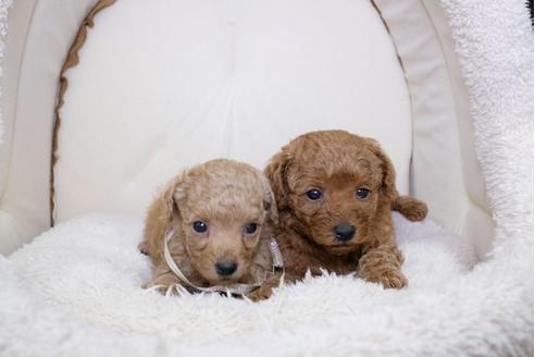 成約済の滋賀県のトイプードル-77705の4枚目