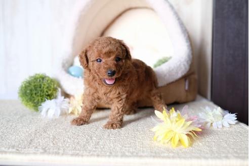 成約済の滋賀県のトイプードル-77705の3枚目