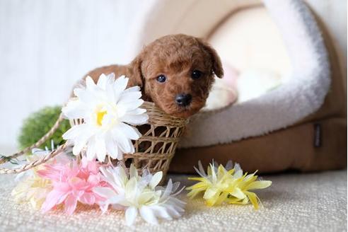 成約済の滋賀県のトイプードル-77705の2枚目