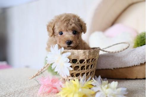 成約済の滋賀県のトイプードル-77706の1枚目