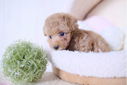 成約済の滋賀県のトイプードル-77706の5枚目