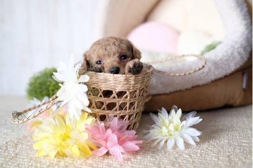 成約済の滋賀県のトイプードル-77706の3枚目