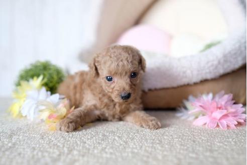 成約済の滋賀県のトイプードル-77706の2枚目