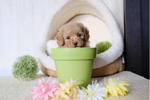 成約済の滋賀県のトイプードル-77838の1枚目