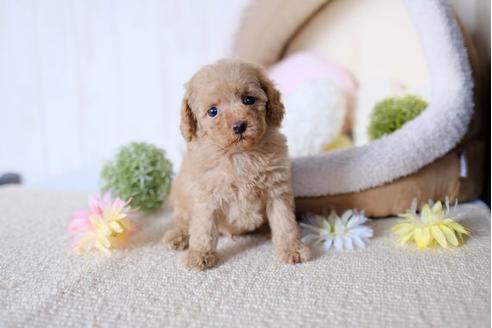 成約済の滋賀県のトイプードル-77838の5枚目