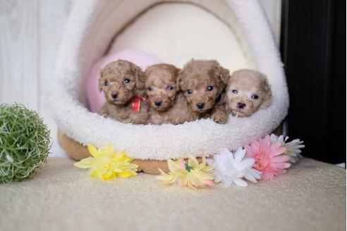 成約済の滋賀県のトイプードル-77838の4枚目