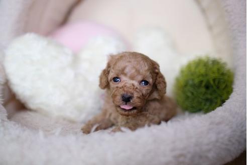 成約済の滋賀県のトイプードル-77838の3枚目