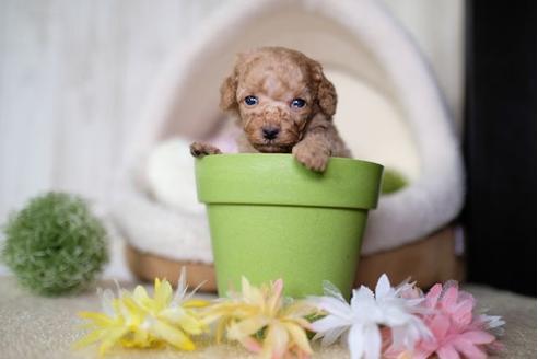 成約済の滋賀県のトイプードル-77838の2枚目