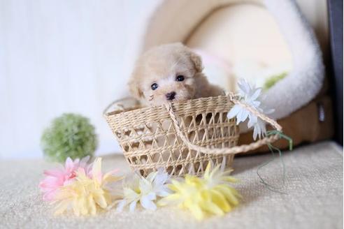 成約済の滋賀県のトイプードル-77839の1枚目