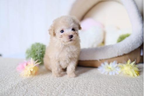 成約済の滋賀県のトイプードル-77839の5枚目