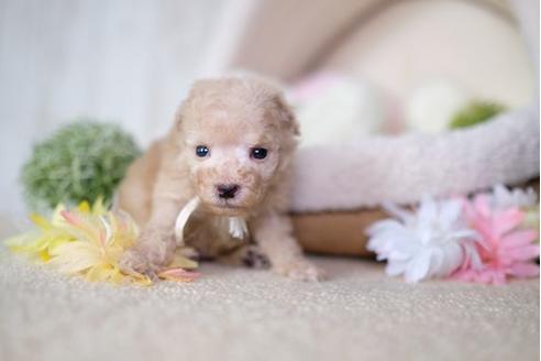 成約済の滋賀県のトイプードル-77839の3枚目