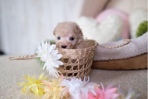 成約済の滋賀県のトイプードル-77839の2枚目