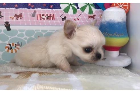 成約済の香川県のチワワ(ロングコート)-78772の4枚目