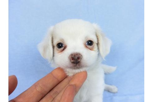 成約済の千葉県のチワワ(ロングコート)-78776の13枚目