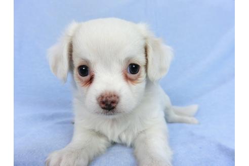 成約済の千葉県のチワワ(ロングコート)-78776の12枚目