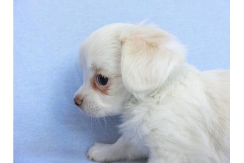 成約済の千葉県のチワワ(ロングコート)-78776の11枚目